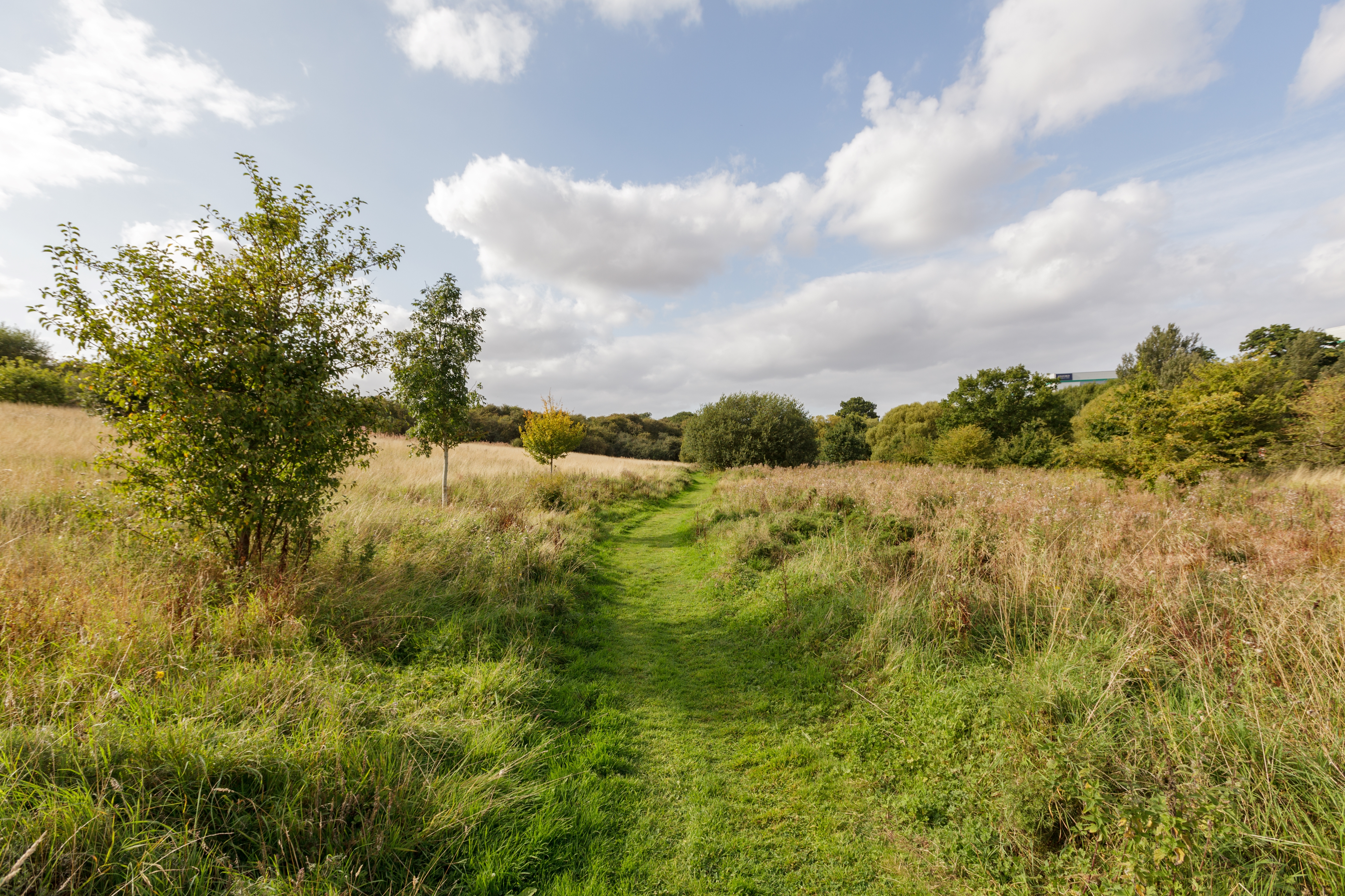 Field at Pineham