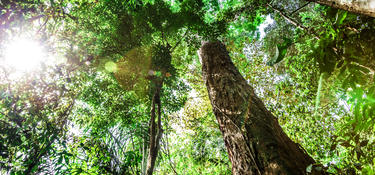 A view of a large tree from the trunk looking up