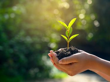 A person holding a plant that is sprouting 