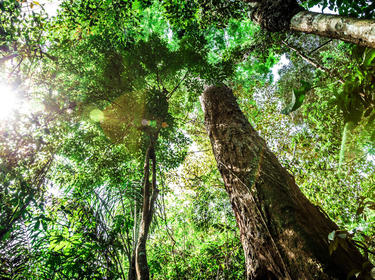 Canopy view of trees